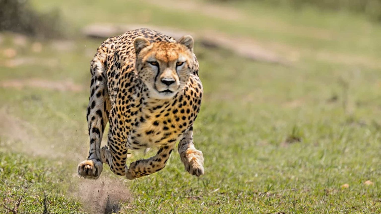 África do Sul Envia Quatro Chitas Para Reserva de Marromeu em Moçambique